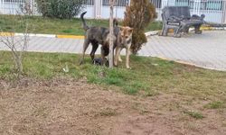 Başıboş sokak köpeği saldırısına uğrayan çocuk yaralandı