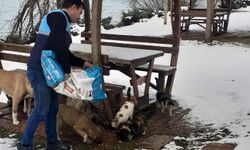 Battalgazi Belediyesi sokak hayvanlarına mama bıraktı