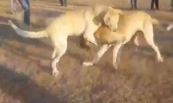 Köpek dövüştürenlere 83 bin 400 lira ceza kesildi