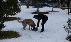 Malatya'da kar yağışı sonrası sokak hayvanlarına mama bırakıldı