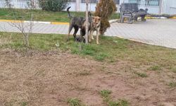 Otoparka ait köpeğin saldırısına uğrayan genç yaralandı