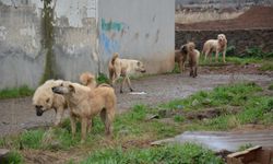 Şanlıurfa'da başıboş köpeğin saldırısına uğrayan genç yaralandı