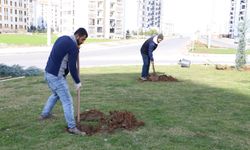 Diyarbakır'da ağaçlandırma çalışmaları devam ediyor