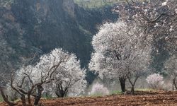 Bahar erken geldi