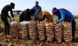 Adana'da patates hasadı başladı