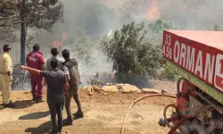 Orman Genel Müdürlüğü'nden geçici işçi alımı