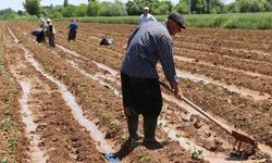 Tarım ÜFE martta aylık ve yıllık bazda arttı