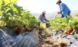 5 dönüm ile başlayıp 30 dönüme ulaştıkları çilekte taleplere yetişemiyorlar!