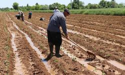 Tarımsal destek ödemeleri çiftçilerin hesaplarına aktarılacak