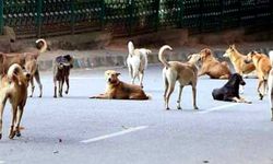 Bakan Koca: Başıboş köpeklere karşı tedbir alınması zorunluluğu görmezden gelinemez