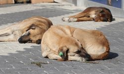 Hastalıklı köpekleri Ankara'ya getiren kadın tutuklandı