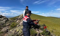 Yaralı şahin tedavi edildikten sonra doğaya salındı