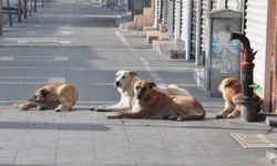 Başıboş köpeklere yönelik kanun teklifinin ilk 5 maddesi kabul edildi