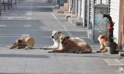 Başıboş sokak köpeklerine ilişkin teklif TBMM Başkanlığı'na sunuldu