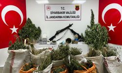 Diyarbakır'da 177 bin kök kenevir ve skunk bitkisi ile 65 kilogram esrar ele geçirildi