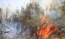 İzmir, Hatay ve Denizli'de orman yangını