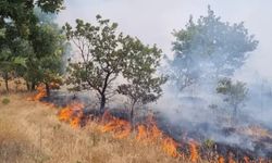 Manisa'da orman yangını