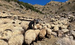 Şırnak'ta şap hastalığı nedeniyle karantina başlatıldı