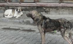 STK temsilcileri: Bütün başıboş köpekler toplatılmalıdır