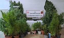 Şanlıurfa’da saksılara ekili kenevir ele geçirildi