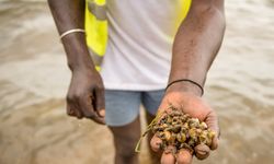 Güney Afrika'nın Limpopo eyaletinde Bilharzia salgını bildirildi