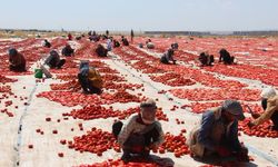 Tarım işçilerinin kavurucu sıcaklarda "kurutmalık domates" mesaisi